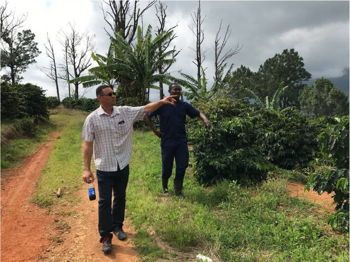 Jamaican Blue Mountain №1 - Čerstvá kávová zrna - 100 g