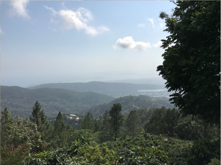 Jamaican Blue Mountain №1 - Čerstvá kávová zrna - 100 g