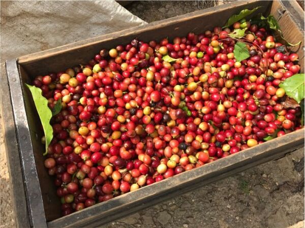 Jamaican Blue Mountain №1 - Čerstvá kávová zrna - 100 g