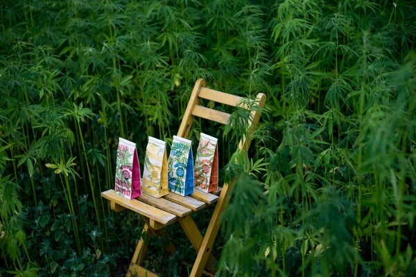 Hemp Chai - Konopný Chai čaj 50 gramů - Dutch Harvest sypaný čaj